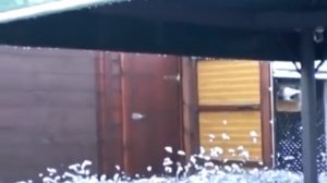 Статные Голуби и Супер Голубятня (Якоб Streicher .Германия )