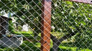 Красивый забор из сетки рабицы своими руками