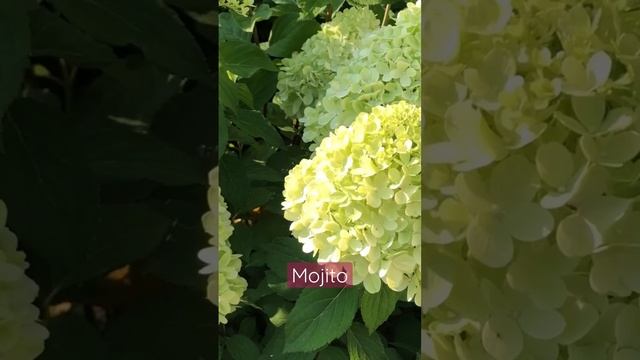 #mojito #hydrangea #садгортензий #гортензия #hortensia #сад #hydrangeas #метельчатаягортензия # смотреть онлайн