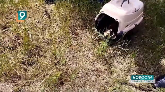 Редкое краснокнижное животное стало появляться в границах Старого Оскола смотреть онлайн