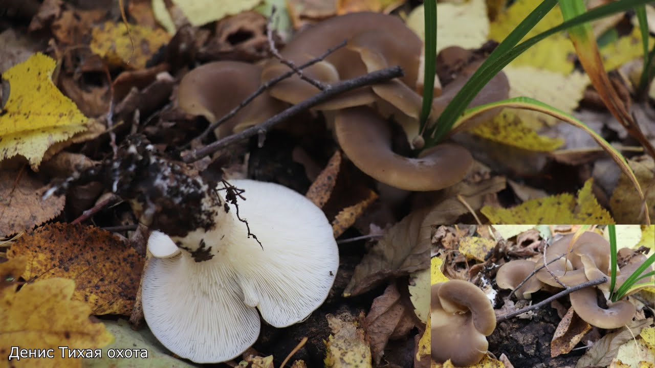 Вешенка наземная или гоенбуелия лепестковидная | Hohenbuehelia petaloides смотреть онлайн