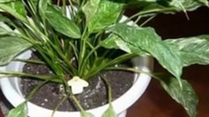 Вредители «женского счастья». Как бороться с вредителями СПАТИФИЛЛУМА.