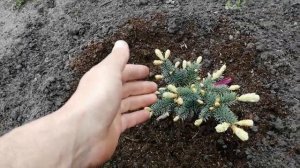 Мои новинки! Ель колючая Биалобок!