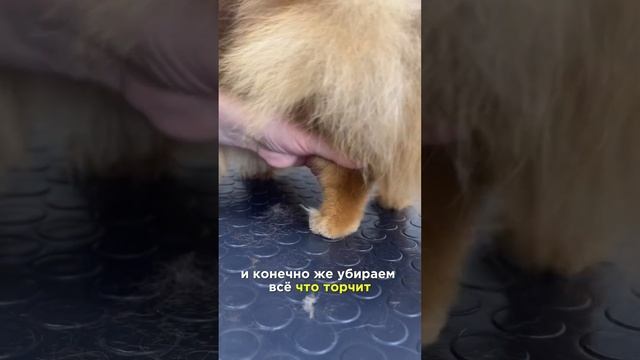 Межвыставочный груминг шпица) оформляем ушки и лапки, работаем с колтунами) #шпиц  #doglover