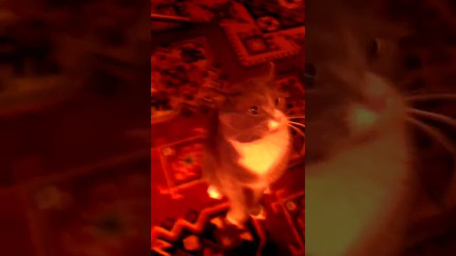 Котэ злится смотреть онлайн