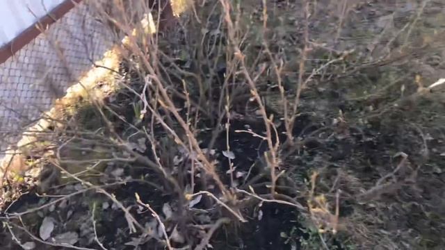 Моя любимая дача 16.04.2919 г. Посадила розу. Обработала хвойные. Весенние работы в саду.??? смотреть онлайн