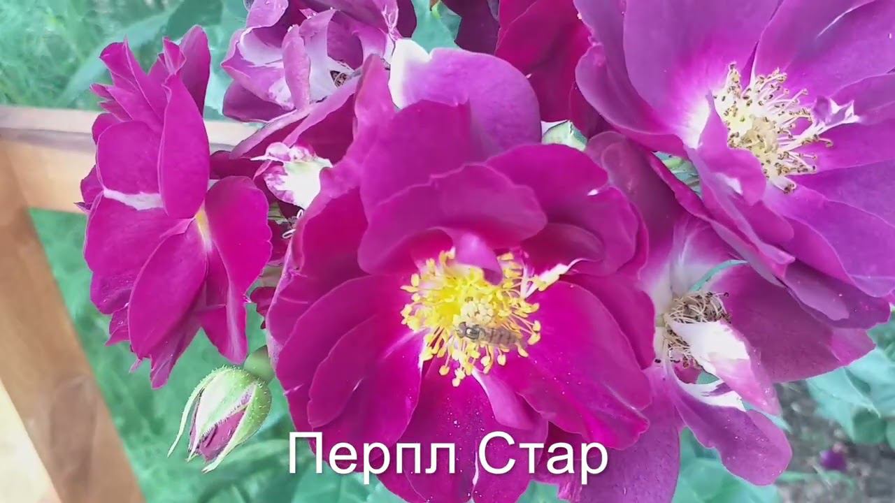 РОЗЫ МАГИЯ КРАСОТЫ Июль Релакс смотреть онлайн