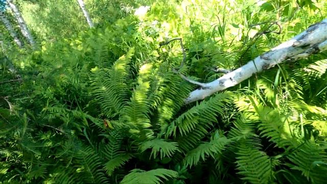 Рыбалка на ХАРИУСА/Июльский свежачок! смотреть онлайн