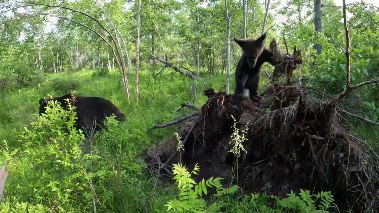 Медведи обследуют местность. смотреть онлайн