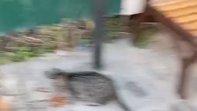 Груня думает,что она щенок:) Подписчица перевела 4т. на 2 киски. Рыжий и не счастливый. Улыбнитесь: