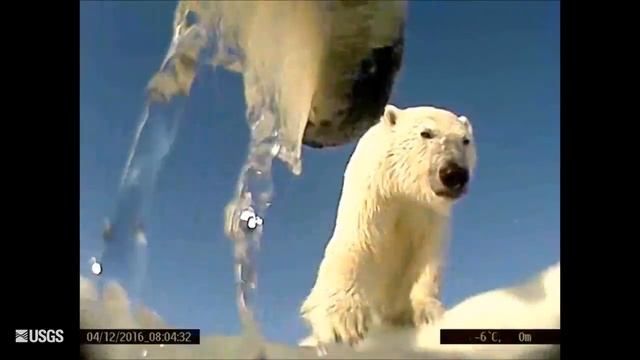 Point-of-view camera reveals polar bears in action смотреть онлайн
