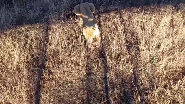 Угощения для Катюши - два больших куска мясо. #тайган #крым #львы смотреть онлайн