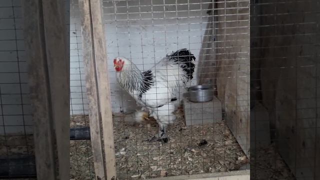 Куры брама.самый молодой петух смотреть онлайн