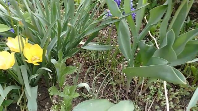 Мини тюльпаны Алина хозяйка смотреть онлайн