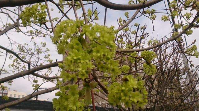 клен цветёт, весна пришла, 2016 г смотреть онлайн