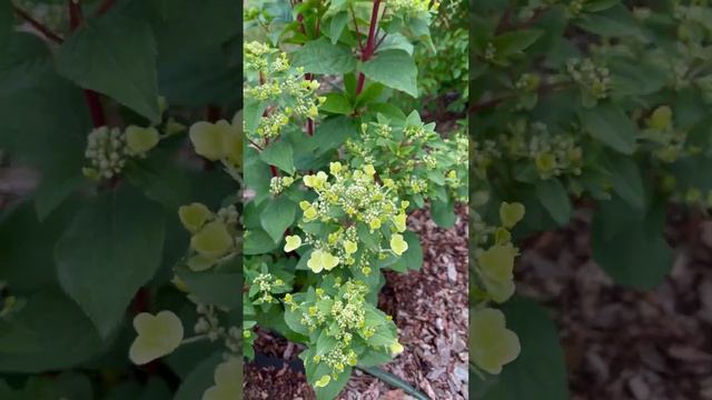 20.06.23 вимс рэд и Ерли Гарри #гортензия смотреть онлайн