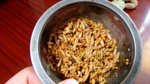 Готовим ПРОРОСТКИ для попугая. Пророщенный корм.