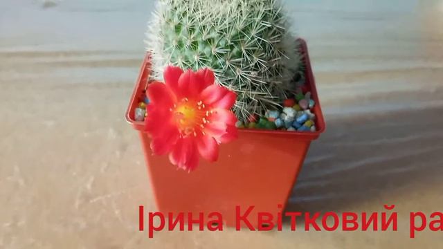 Кімнатні рослини.Цвітіння кактуса