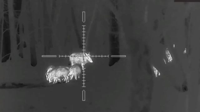 Ночная #охота на кабана с теплоприцелом #arkon alfa HT50. Скидки на прицелы в описании! смотреть онлайн