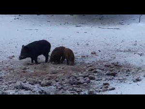 ОХОТА НА КАБАНА. ВЕЧЕР НА ЛАБАЗЕ.