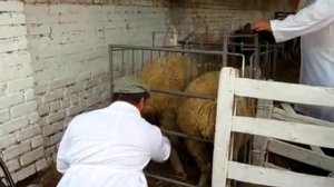 Как доить овец