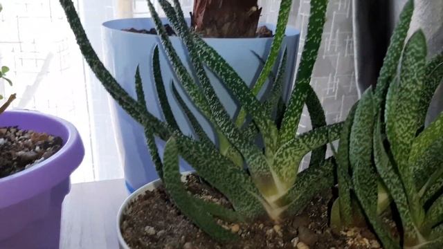 Комнатные цветы. Обзор суккулентов. Февраль 2020/эчверия, алоэ, хавортия, адромискус, красулы смотреть онлайн