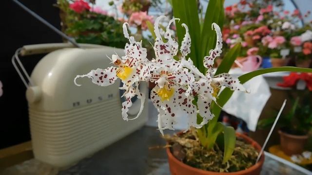 Odontoglossum Naevium In Flower.