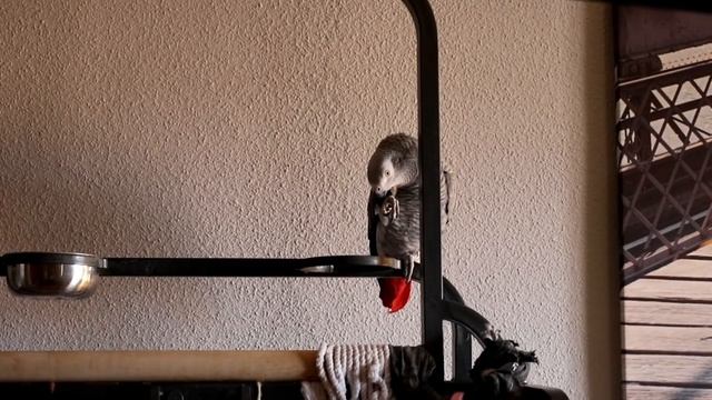 Simba loves Fractured Space: Pew pew pew! смотреть онлайн