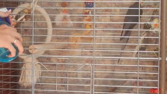 Уход за оперением попугая. Купание с помощью пульверизатора. смотреть онлайн