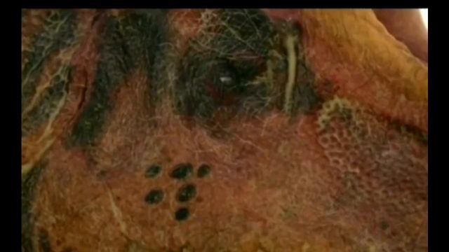 АЛЛОЗАВР | Обладатель смертельного укуса смотреть онлайн