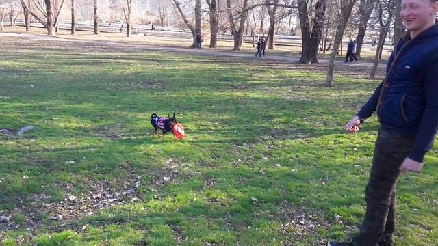 Фрисби с собакой или той терьер играет в летающую тарелку смотреть онлайн