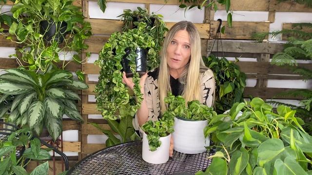 Hoya Hindu Rope Care! Featuring Carnosa Compacta смотреть онлайн