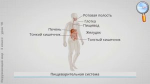 Окружающий мир 3 класс (Урок№16 - Пищеварительная, дыхательная и кровеносная системы.)