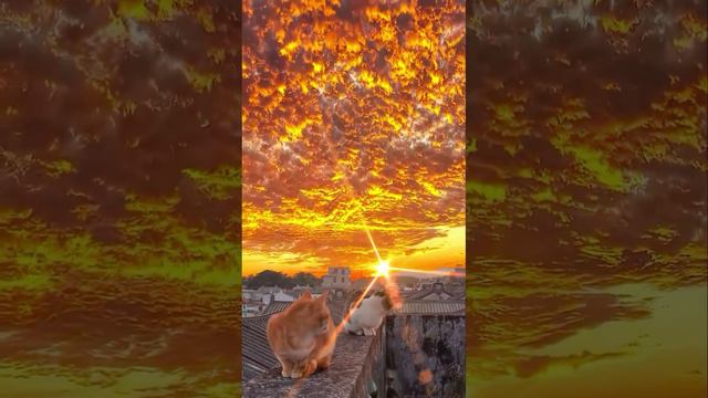 Инфернальные котики смотреть онлайн