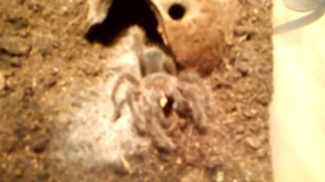 Theraphosa blondi L4 смотреть онлайн