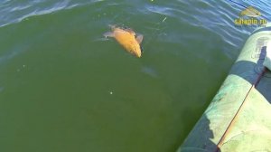 Ловля линя и леща бортовыми удочками с лодки [salapinru]