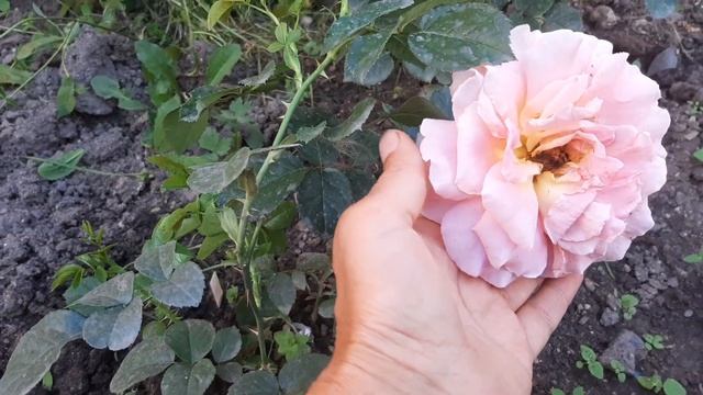 История розы Полька, в моем саду смотреть онлайн