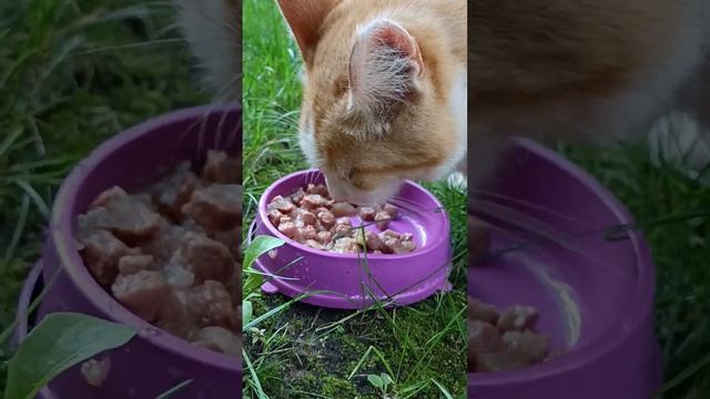 Подкармливаем дачного котика смотреть онлайн