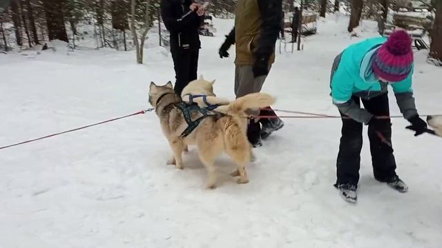 Хаски Парк в посёлке Утулик. смотреть онлайн