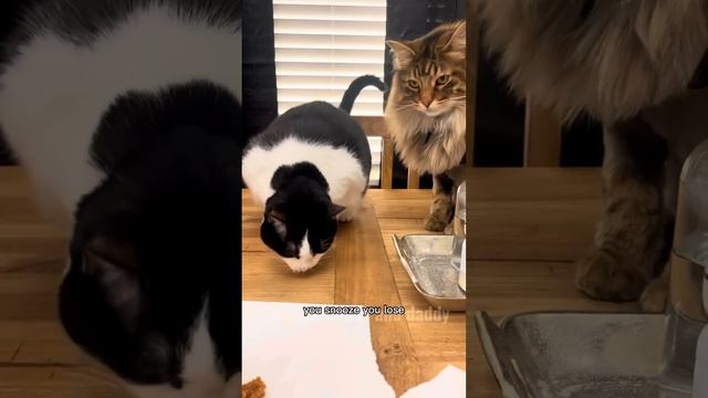 Kitty Soap Opera: Chapter 19 смотреть онлайн