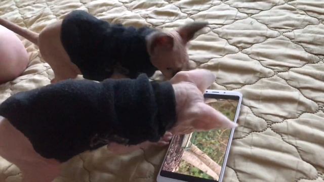 Учим котят играть с компьютерной мышкой? смотреть онлайн