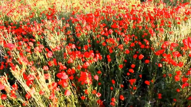 Мой родной край смотреть онлайн
