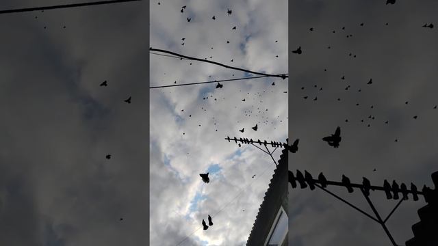 николаевские Голуби (бабочка) Ростовская область смотреть онлайн