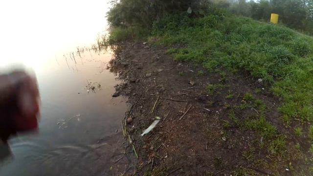 Дилетант рыбак, или снова платник раздаёт рыбу только *ХИЩНИКУ КУЗБАССА* смотреть онлайн