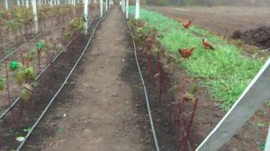 Малина Маравилла - подготовка к зимнему сну