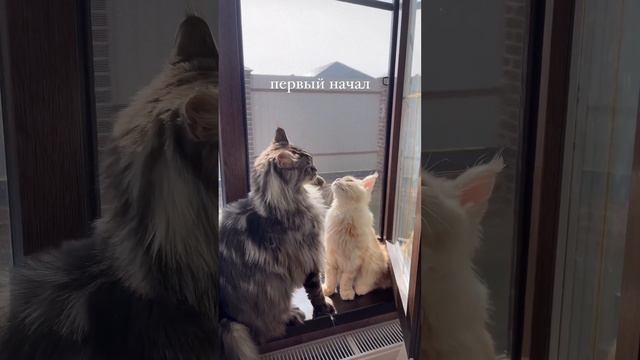 Сам начал, а потом сбежал😺 #мейнкуны #мейнкун #кот смотреть онлайн