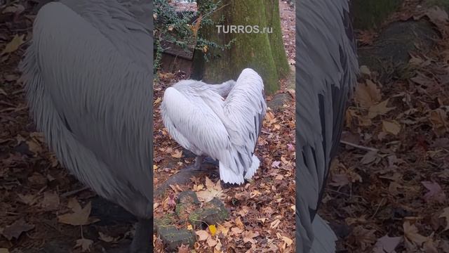 Пеликан #красавец #пеликан #дендрарий #парк #отдых #море смотреть онлайн