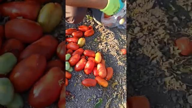 томат Вики Vicky для производства томатной пасты, сушки и заморозки 31.08.2022 смотреть онлайн