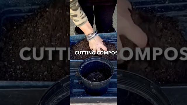 How To Propagate Hydrangeas - Hydrangea Flower | By - Gardening Peace смотреть онлайн