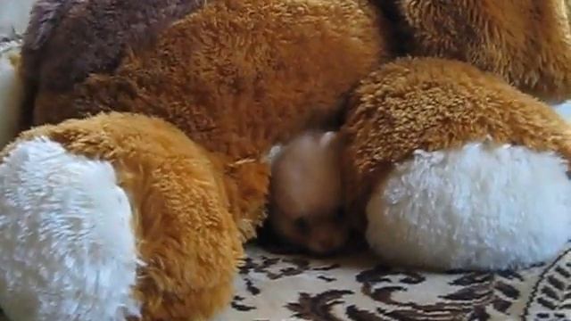 Щенок померанского шпица Бари из питомника "Усадьба Андреевых" смотреть онлайн